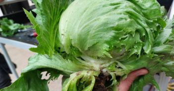 UK agri-tech experts and growers join forces on salad-saving robot
