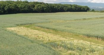Wanted: farmers sought in fight against new grass weed
