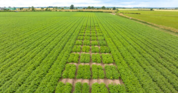 Branston to complete net zero potato trials