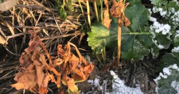 Companion cropping to protect oilseed rape