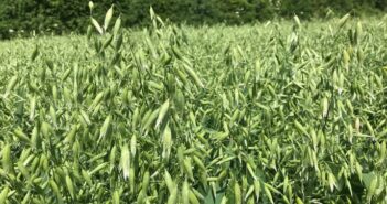 New varieties with market appeal take centre stage at Cereals 23
