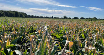 Advice for maize growers: harvest early before too much crop is lost to the heat and drought
