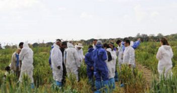 Spread of damaging wheat rust continues: new races found in Europe, Africa, Central Asia