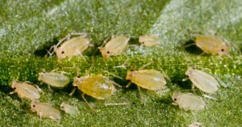How to be a successful pest: lessons from the green peach aphid