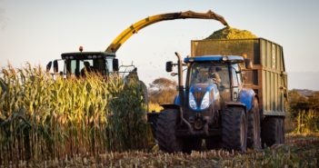Maize variety choices for 2017