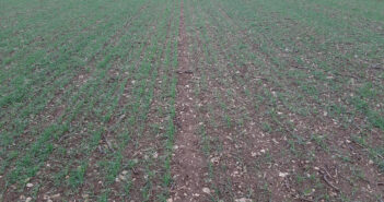 Endophyte bacteria seed treatment brings N fixing opportunity to crop establishment decisions