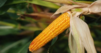 New maize variety represents step-change in modern hybrid breeding and KWS new variety investment