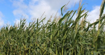 New maize varieties increase maturity range on BSPB Descriptive Lists