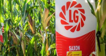New varieties promise quality silage