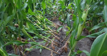Maize lodging could affect harvest success