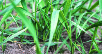 Foliar magnesium and manganese maximise nutrient use efficiency in face of fertiliser shortages