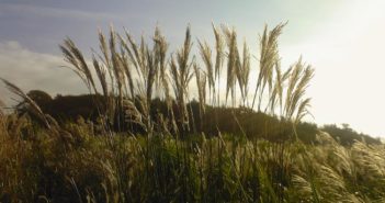 House built of miscanthus