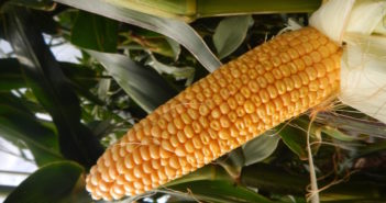 New brand recognises maize hybrids bred for UK conditions