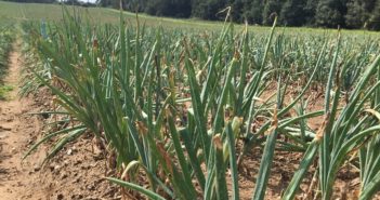 AHDB launch four new Strategic Centres for field vegetable crops