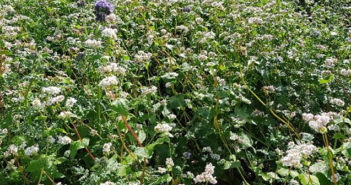 Cover crops deliver multiple benefits to vining pea production, PGRO trials show