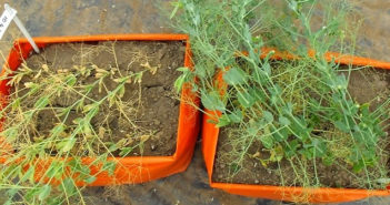 Biostimulant results support global food security