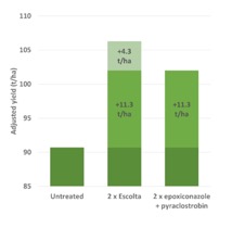 In BBRO trials, Escolta-treated crops delivered 15.6t/ha more than the untreated control compared with 11.3 t/ha for those treated with epoxiconazole +