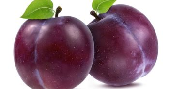 Plum Festival Concerns For Plum Numbers