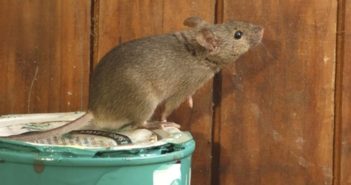 Pest control experts warn against climate change