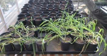 Nottingham University research highlights biostimulant benefits