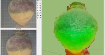 Automated systems speed up post harvest vegetable processing