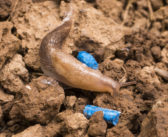 Slug season following wet summer