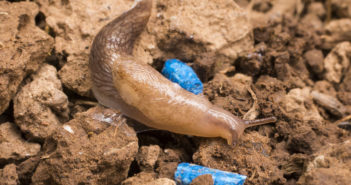 Slug season following wet summer