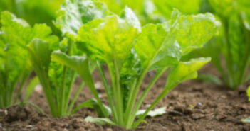 New seed treatment to help ‘kickstart’ sugar beet germination