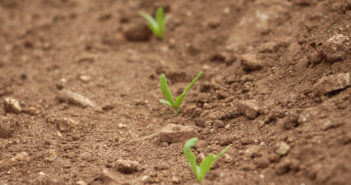 Pre-em herbicide treatments boost sugar beet yields
