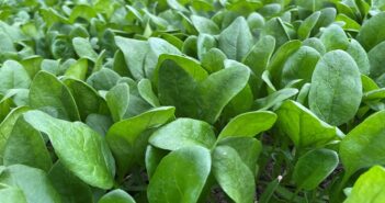 New varieties on display at vegetable open days