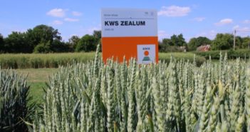 Five new RL wheat varieties offer diversity and high value market opportunities for UK crop producers