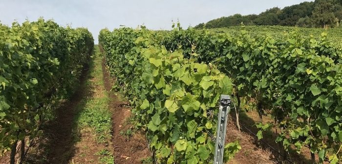 New business briefing about starting a wine business in the UK published by Saffery Champness during English Wine Week