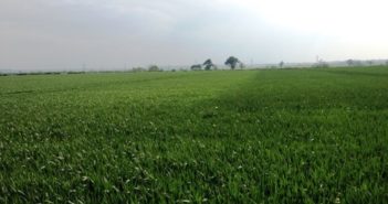 It’s not too late to boost protein levels in your milling wheat