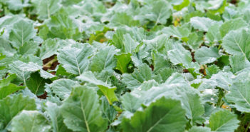 Bridgeway boosts OSR potential