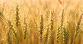 Gains despite grain market pressure