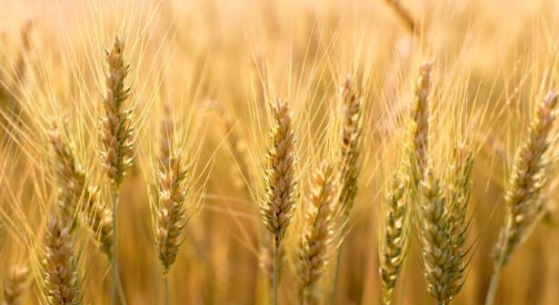 Gains despite grain market pressure