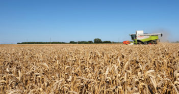 Genome edited wheat to reduce cancer risk from bread and toast