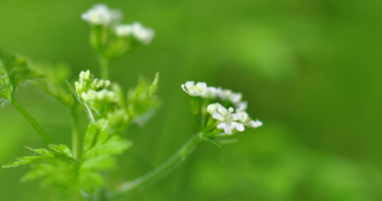 Tackle bur chervil early to prevent yield loss