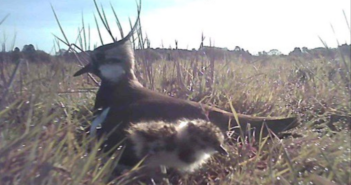 Farmers needed for Lapwing project