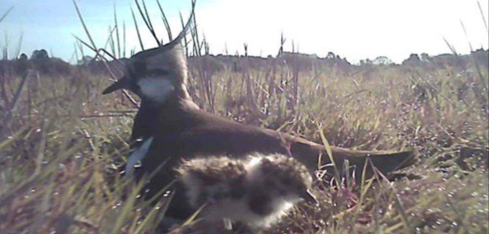 Farmers needed for Lapwing project