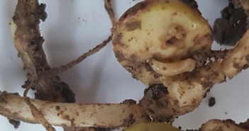 Cultural techniques can help to manage the damage from bean seed fly
