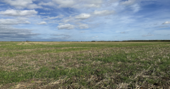 Cultural control means no rush to drill fast emerging black-grass